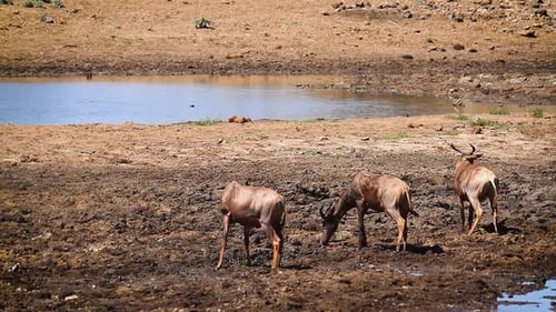 Hartebeest in Kgalagadi transfrontier park, South Africa