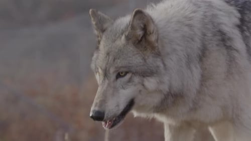 Grey wolf wild animal close up