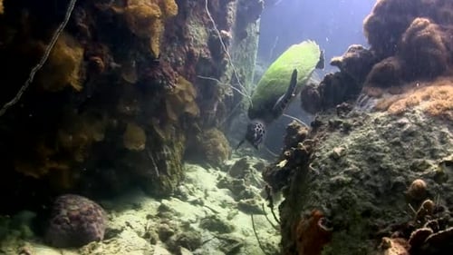 Sea Turtle Swimming Underwater in Tropical Coral Reef