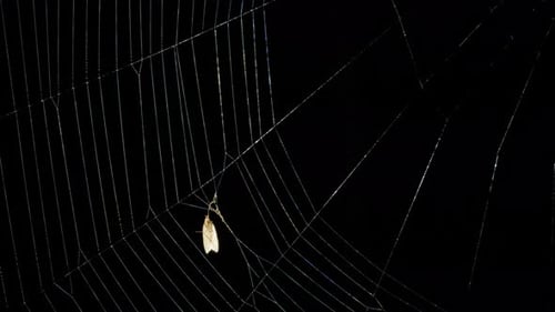 Butterfly Caught Into Spider Web at Night