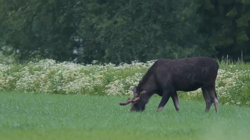 Impressive Moose with Antlers Developing, Foraging in Meadow