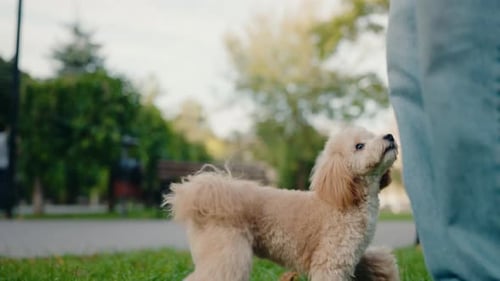 Playful Toy Poodle Enjoys a Sunny Day at the Park