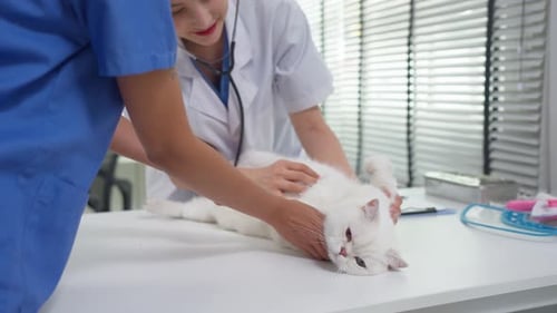 Asian veterinarian examine kitten during check-up at veterinary clinic.