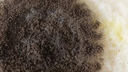 A close up of extensive mold and fungus growth on bread.