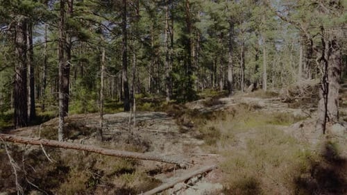Smooth gimbal walk on a small boulder in a forest