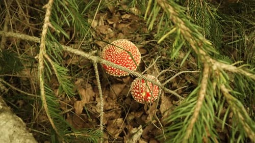 Poisonous Mushroom Amanita Muscaria in the Woods