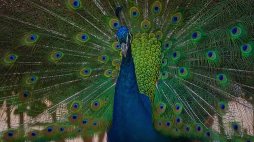 Peacock Displaying its Beautiful Plumage, Nature Wildlife Animal