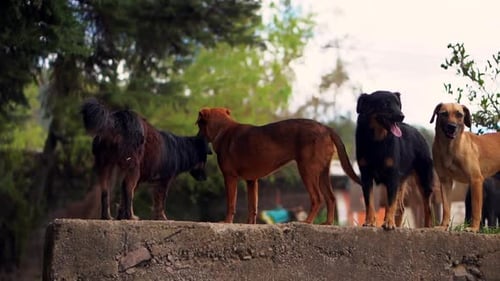Gruppe geretteter und glücklicher Hunde, die im Tierheim stehen und ihre Schwänze bewegen. Hunde von Diffe