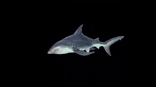Shark Biting Deathblow 2