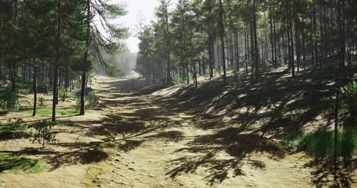 Sunlight Filters Through Tall Trees Along a Serene Forest Pathway in Daylight