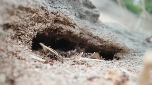 Black ants carry sticks in their teeth to their hole, super macro
