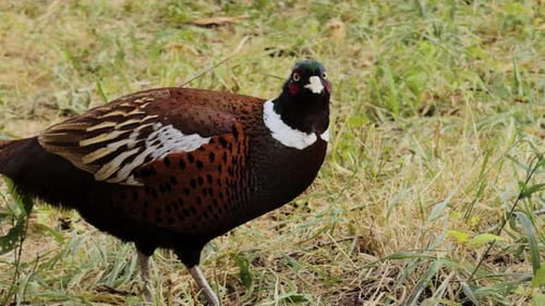 Common Pheasant Pecking and Searching for Food