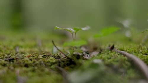 Tiny plants grow from the forest floor in the middle of a moss covered area of the woods.