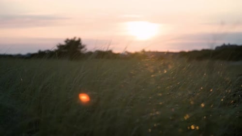 Golden Sunset Over Windswept Grass Field