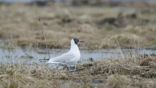 Black-headed gull walking in the field looking for food eating spring migration
