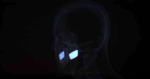 Futuristic Animated Scan of Human Jaw Structure