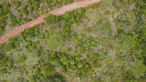 Aerial shot of green forest and dirt road in the forest. Top view of dirt road in green coniferous f