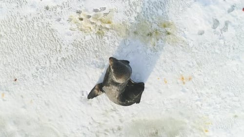 Fur Seal Rest on Snow Surface Top Down View