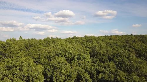 Top Down Aerial View of Green Summer Forest with Many Fresh Trees