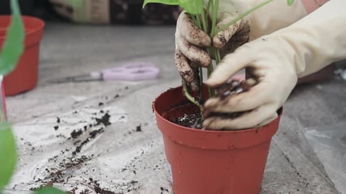 Crop Gardener Adding Soil in Potted Plant at Home