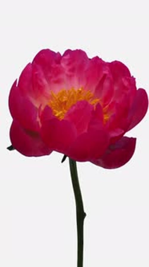 Beautiful Pink Peony Flower Blooming Time Lapse