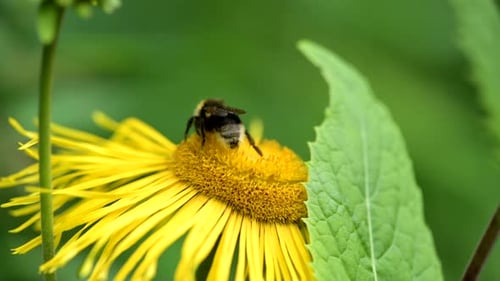 Tiny Bee Gathers Nectar From a Vibrant Yellow Flower in a Sunny Spring Forest