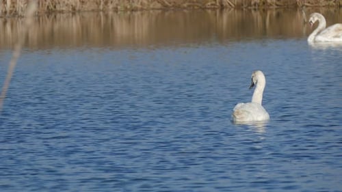 Swans living freely in a lake.