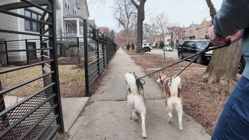 Dog Walking in the Neighborhood
