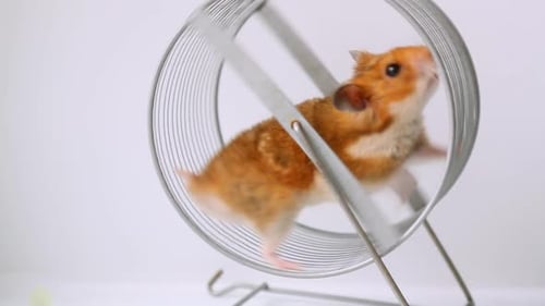 Hamster Running Enthusiastically on Exercise Wheel