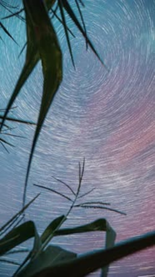 Spin Trails Of Stars Above Maize Corn Field Plantation