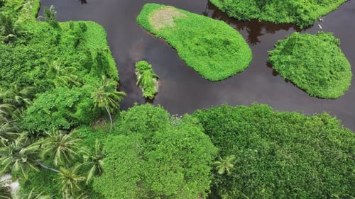 Vue aérienne d'une rivière tropicale serpentant dans la jungle luxuriante des Maldives.