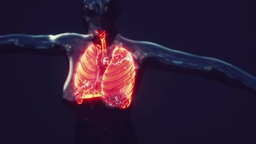 3D Human Lungs Breathing Animation
