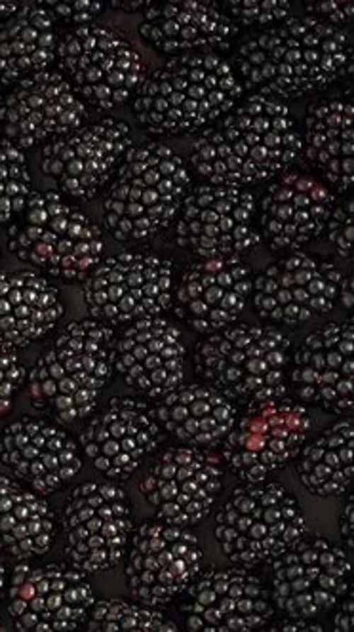 Top View of Black Blackberry Rotate in Circle Fruits Berry Background Close Up
