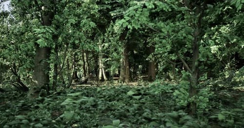 Lush Green Forest with Dense Foliage and Tall Trees During Daylight Hours
