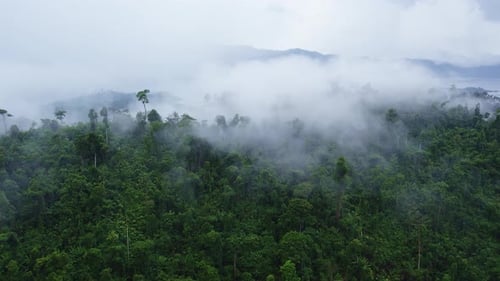 Aerial View of Tropical Forest Shrouded in Mist