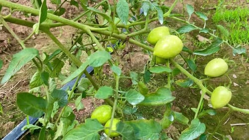fresh green tomatoes