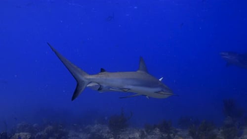 Sharks patrolling the reef with a tiger shark in the background