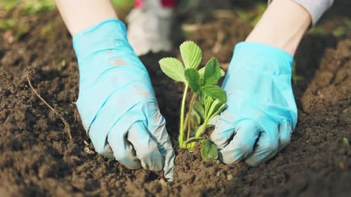 Hands Planting Green Seedling in Garden Soil