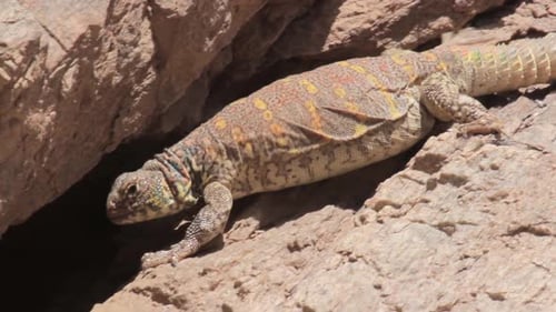 Ornate mastigure lizard near cave