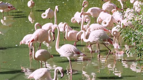 Flamingos Gathering Together in the Water on a Sunny Day