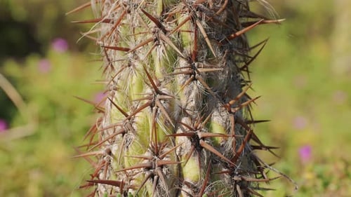 Close Up Green Cactus with Yellow Spines Within a Desert Environment City Park in Barcelona Montjuic