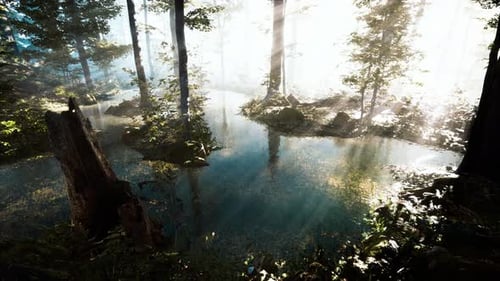Pond in a Forest with Fog