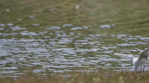 Seagull Flying and Catching Food in Water