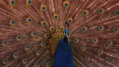 Train Rattling - Peacock Shakes Its Train To Attract Females (Peafowl). closeup