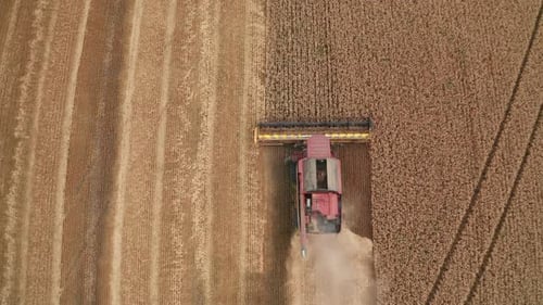 Big yellow crops gathering. Huge wheat harvester working in the field.