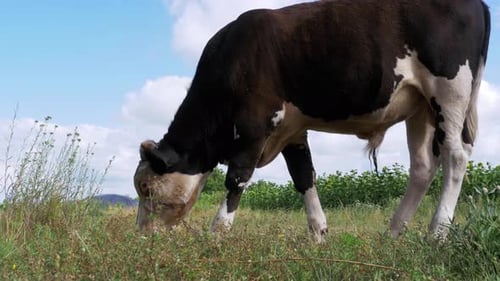 Beautiful Gray and White Bull Grazing on Meadow on Sky Background