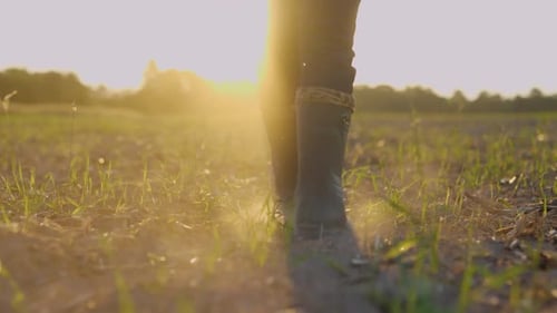 Male Farmer Walking Across a Field While Wearing Rubber Boots Inspecting His Harvest Organic Food