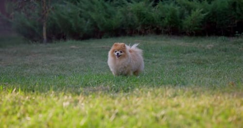 Happy Little Cute Fluffy Pedigree Pomeranian Dog Walking Outdoor at Park on a Grass Lawn
