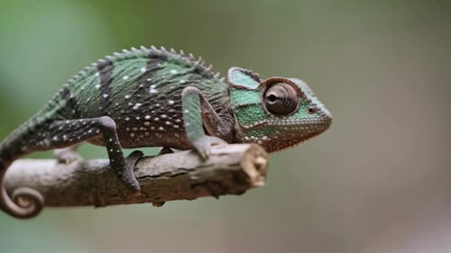 Reptile caméléon tropical se déplaçant lentement sur une branche