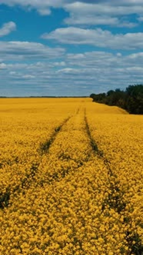 Yellow rapeseed field. Aerial view of tractor tracks in rape seed field